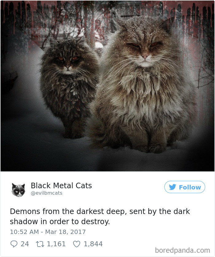 Black-metal-cats-lyrics-tweets