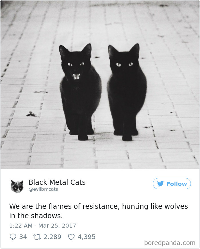 Black-metal-cats-lyrics-tweets