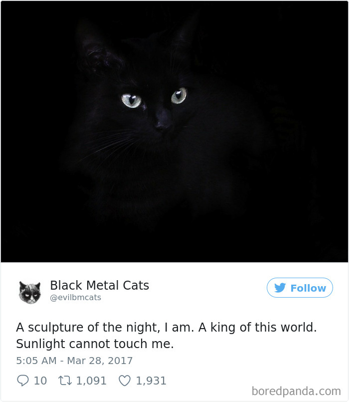 Black-metal-cats-lyrics-tweets