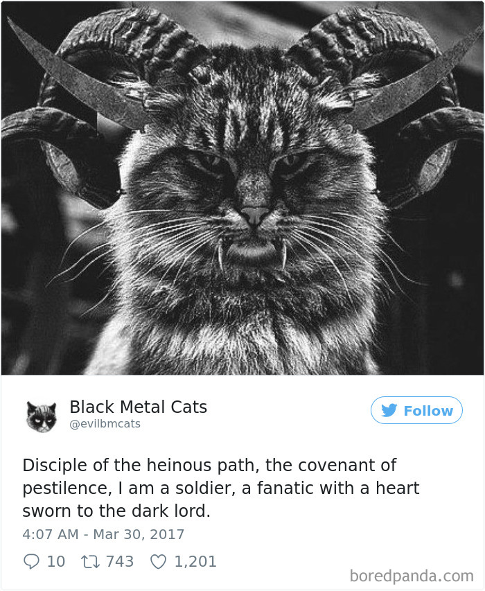 Black-metal-cats-lyrics-tweets