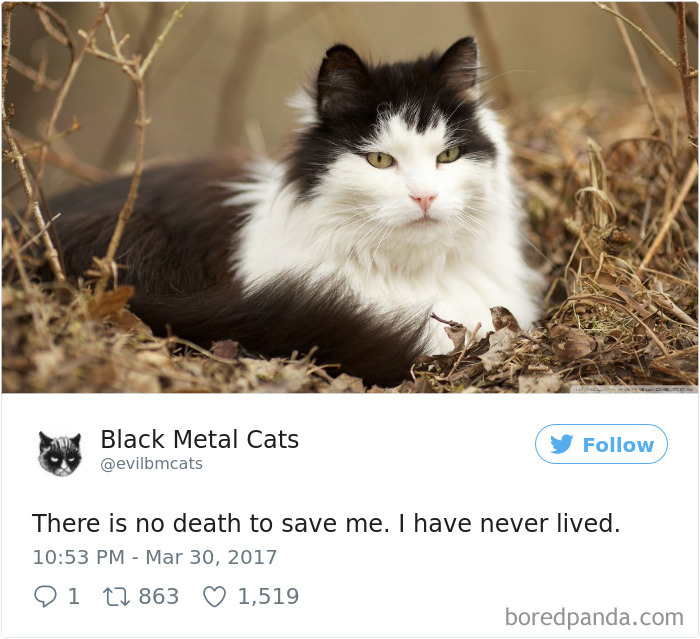 Black-metal-cats-lyrics-tweets