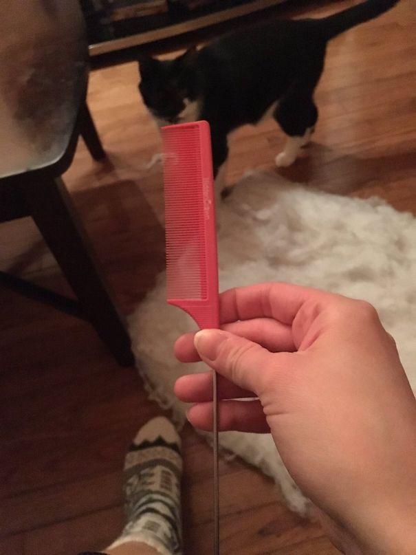 More My Cat Always Brings The Strangest Things To Me