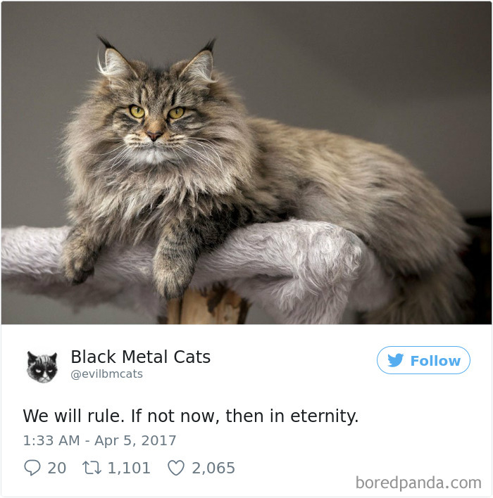 Black-metal-cats-lyrics-tweets