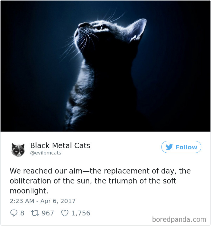 Black-metal-cats-lyrics-tweets