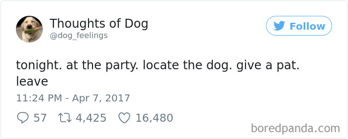 Dog Thoughts