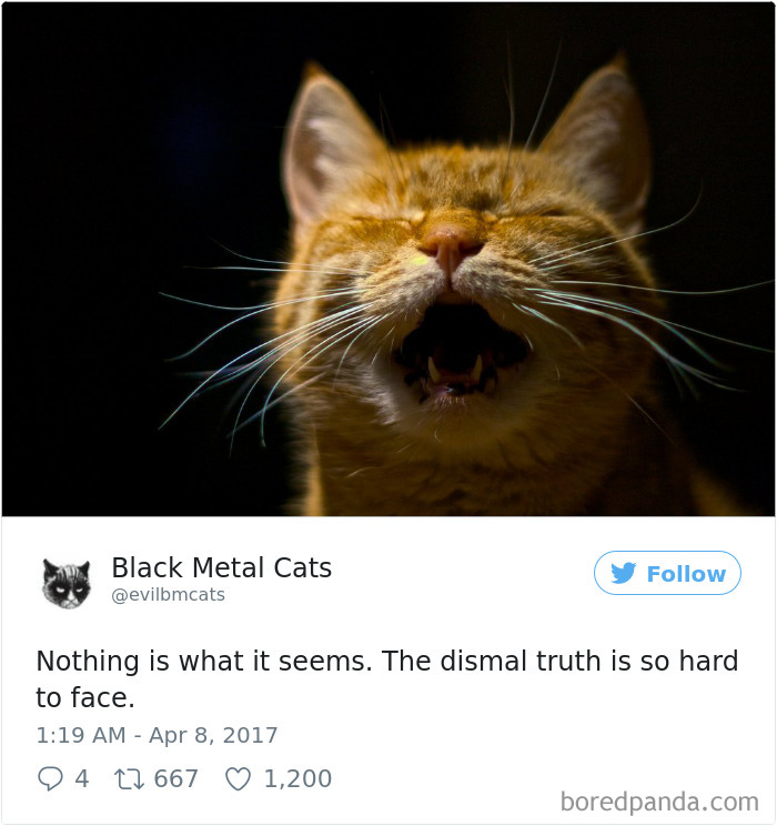 Black-metal-cats-lyrics-tweets