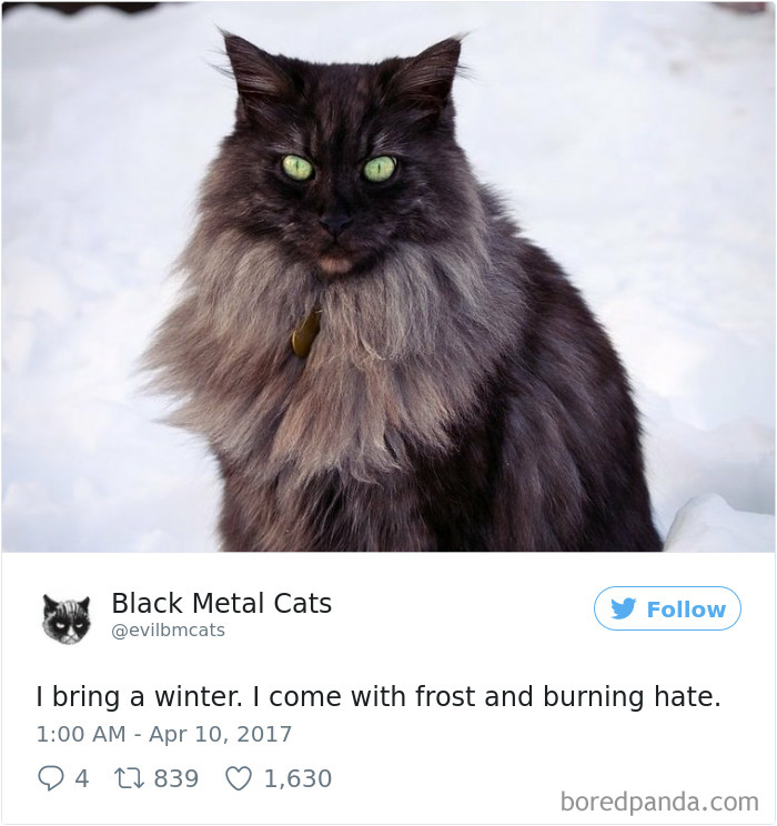 Black-metal-cats-lyrics-tweets