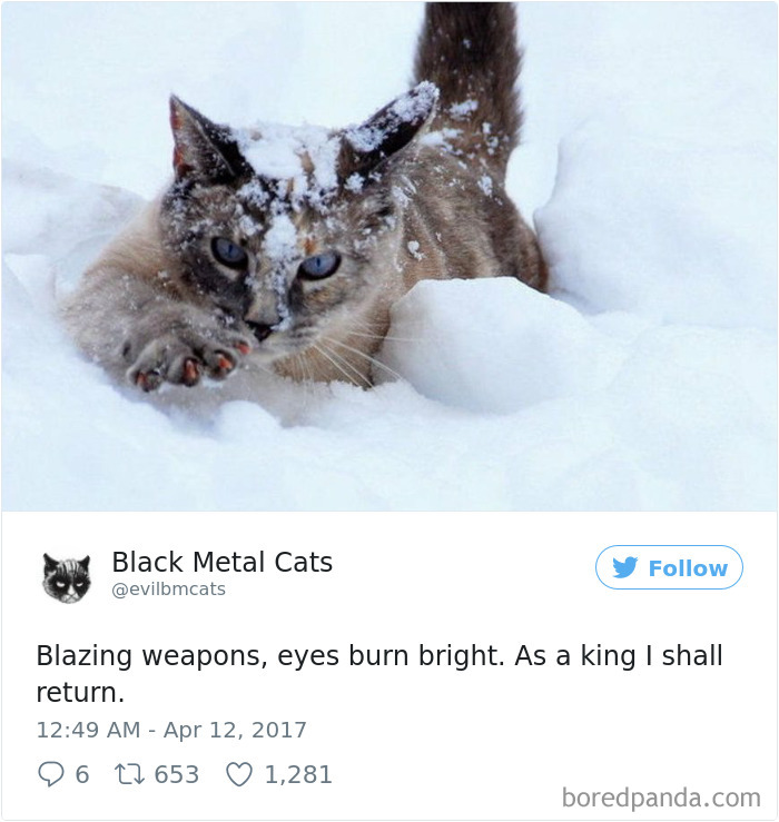 Black-metal-cats-lyrics-tweets