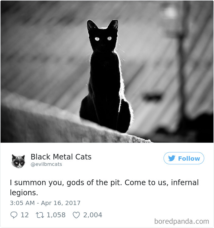 Black-metal-cats-lyrics-tweets