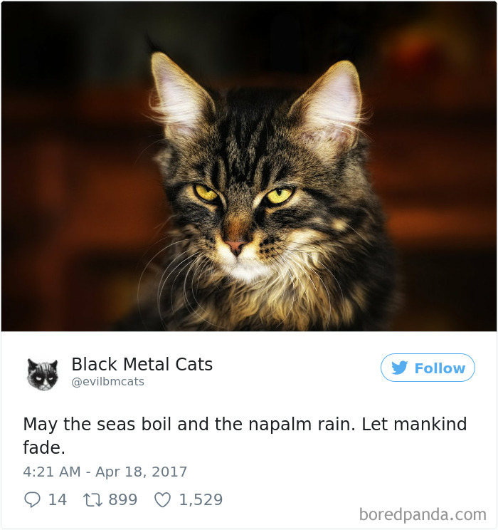Black-metal-cats-lyrics-tweets