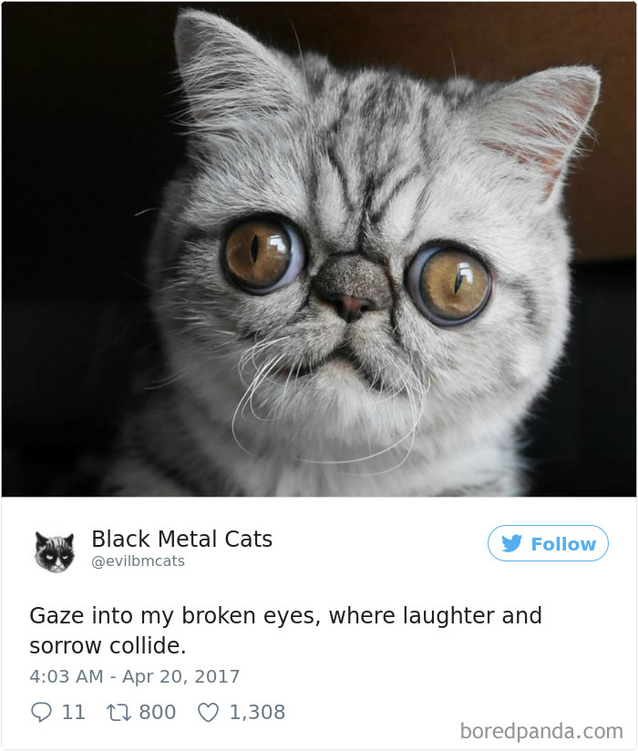 Black-metal-cats-lyrics-tweets