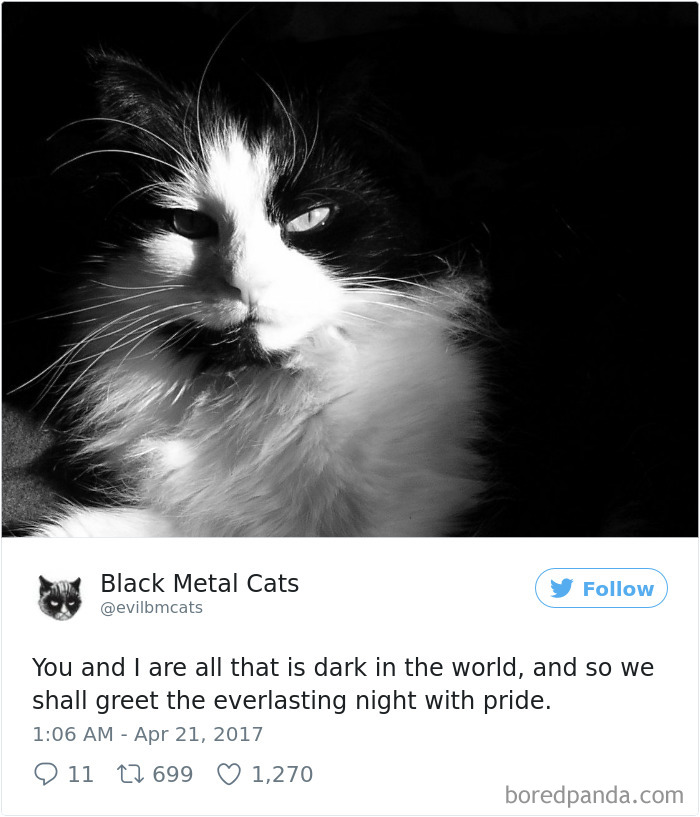 Black-metal-cats-lyrics-tweets
