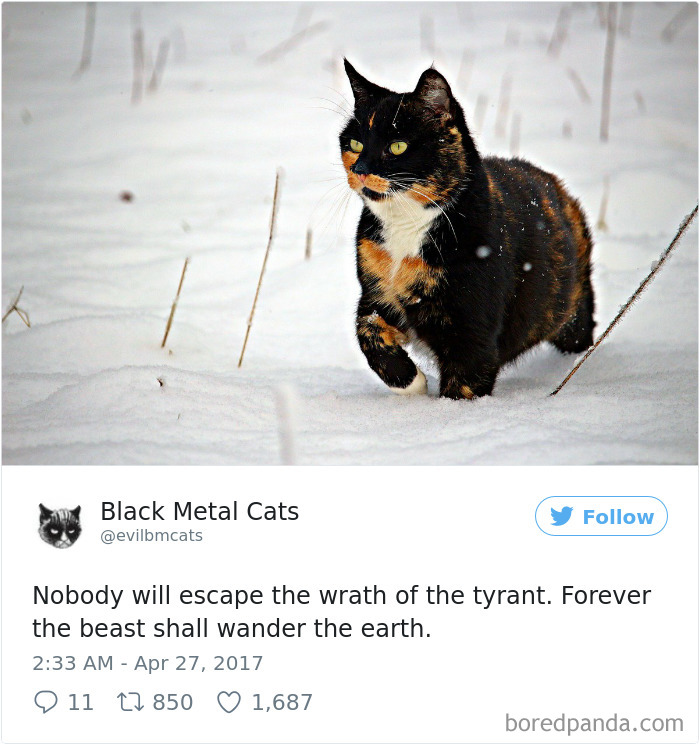 Black-metal-cats-lyrics-tweets