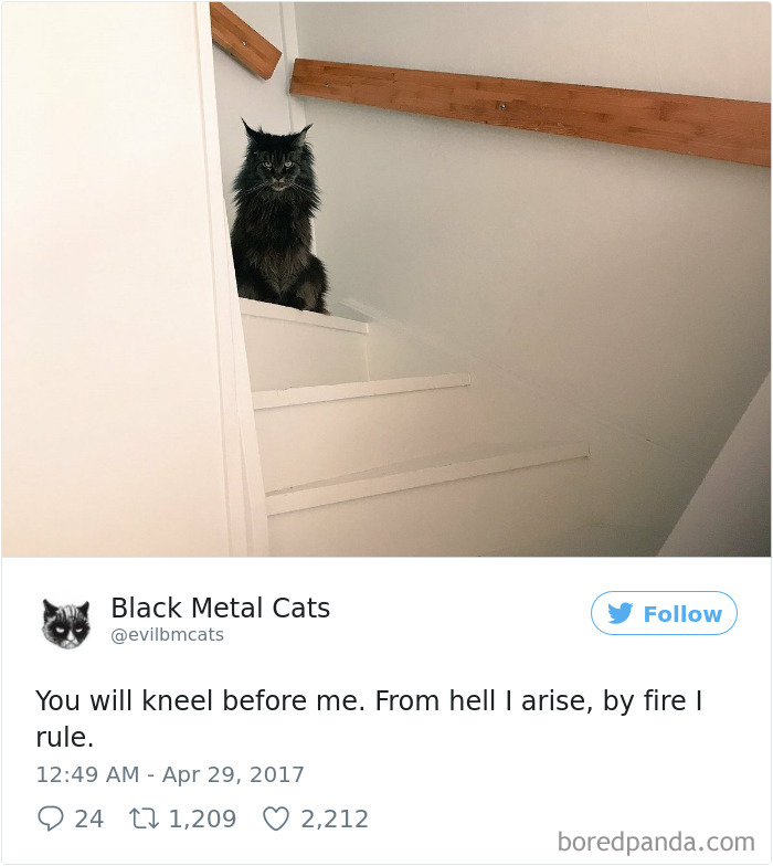Black-metal-cats-lyrics-tweets