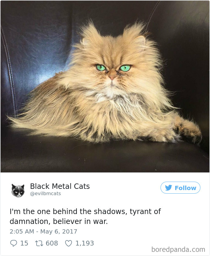 Black-metal-cats-lyrics-tweets