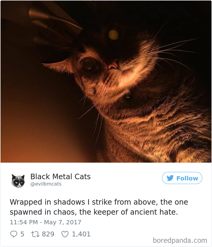 Black-metal-cats-lyrics-tweets