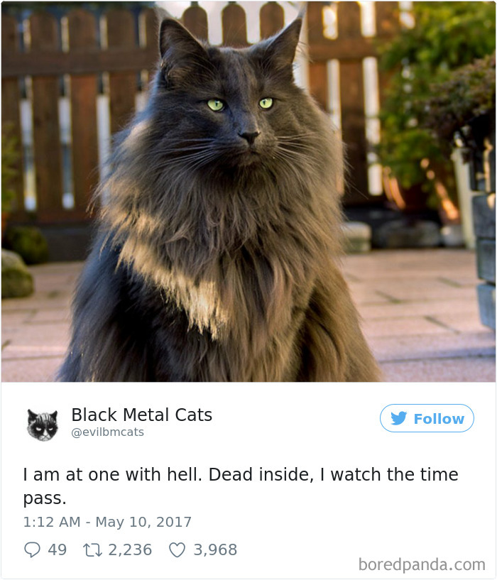 Black-metal-cats-lyrics-tweets