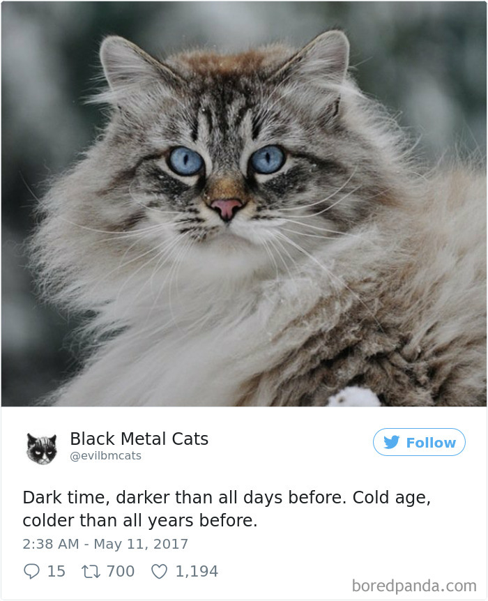 Black-metal-cats-lyrics-tweets