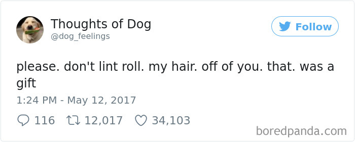 Dog Thoughts