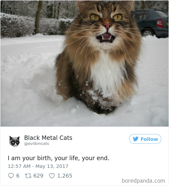 Black-metal-cats-lyrics-tweets