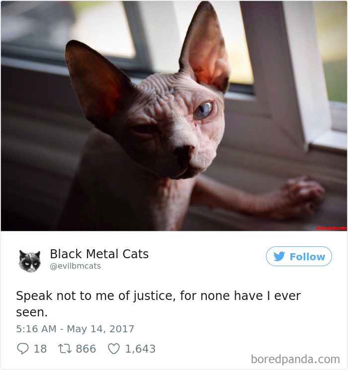 Black-metal-cats-lyrics-tweets