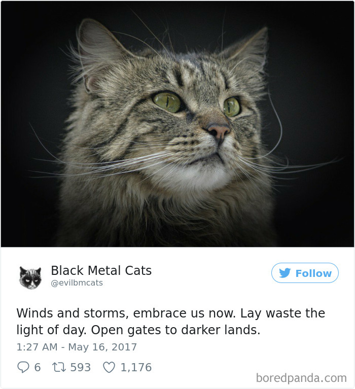 Black-metal-cats-lyrics-tweets