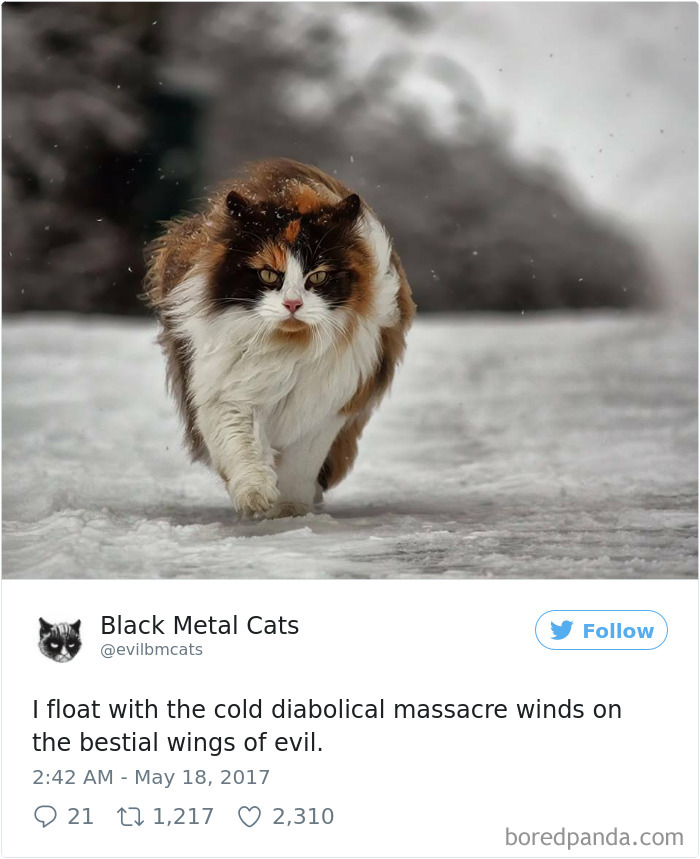 Black-metal-cats-lyrics-tweets