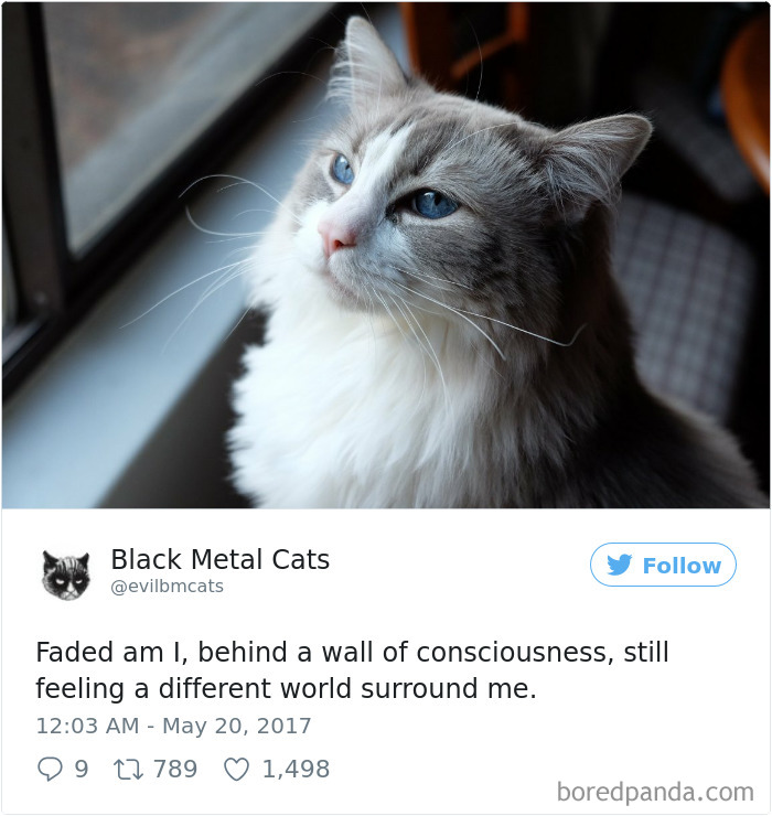 Black-metal-cats-lyrics-tweets