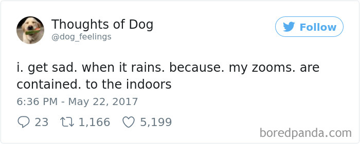 Dog Thoughts