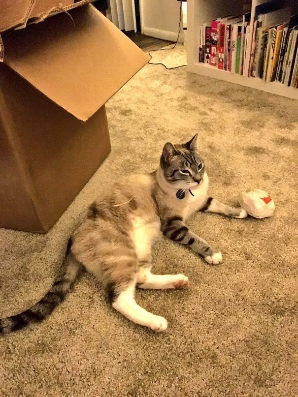 So My Cat Brings Me Trash Every Day But Today He Brought An Entire Burger