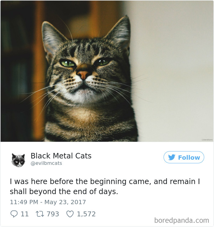 Black-metal-cats-lyrics-tweets