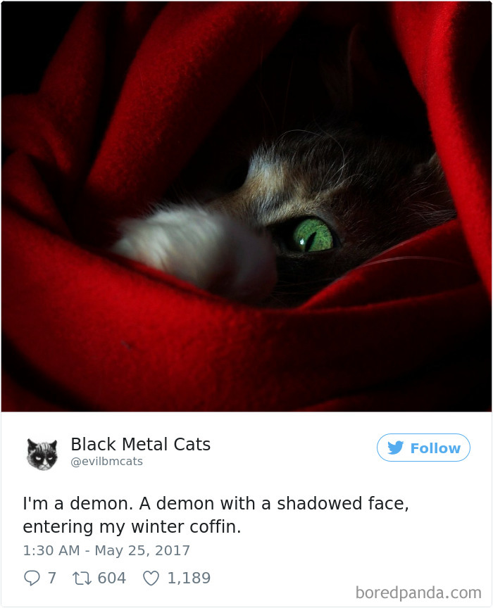 Black-metal-cats-lyrics-tweets