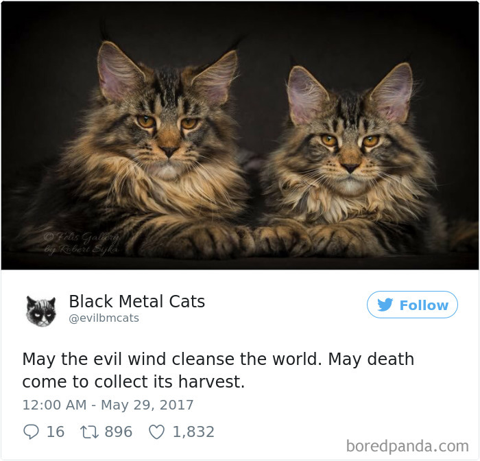 Black-metal-cats-lyrics-tweets