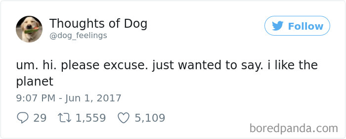 Dog Thoughts