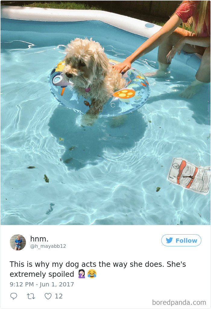 Xx+ Spoiled Dogs That Live Better Than You