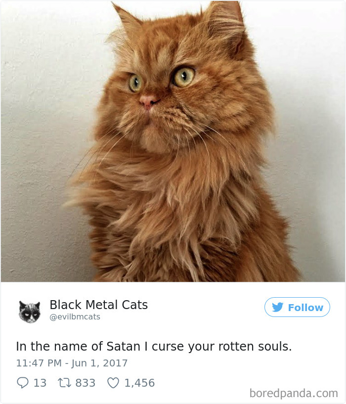 Black-metal-cats-lyrics-tweets