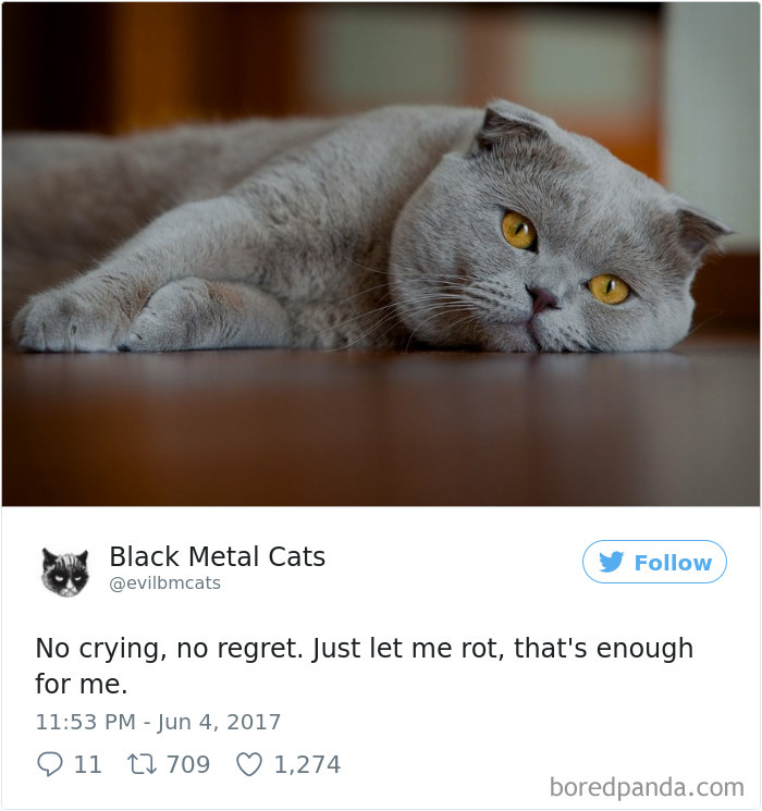 Black-metal-cats-lyrics-tweets