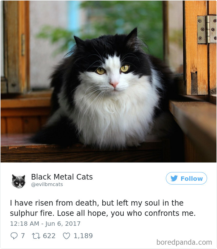 Black-metal-cats-lyrics-tweets