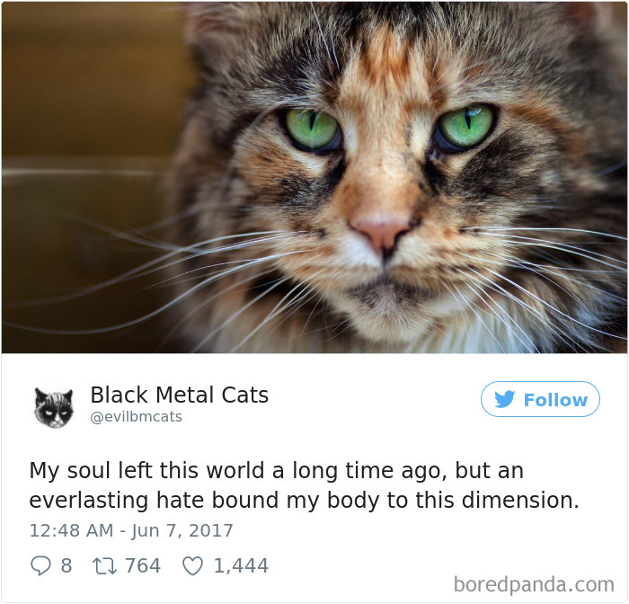Black-metal-cats-lyrics-tweets