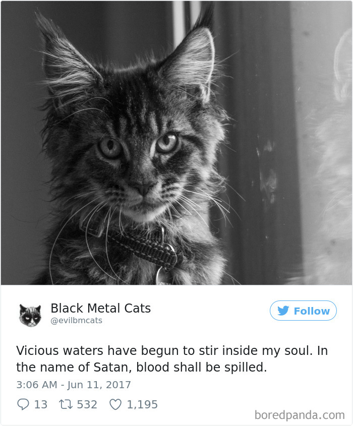 Black-metal-cats-lyrics-tweets