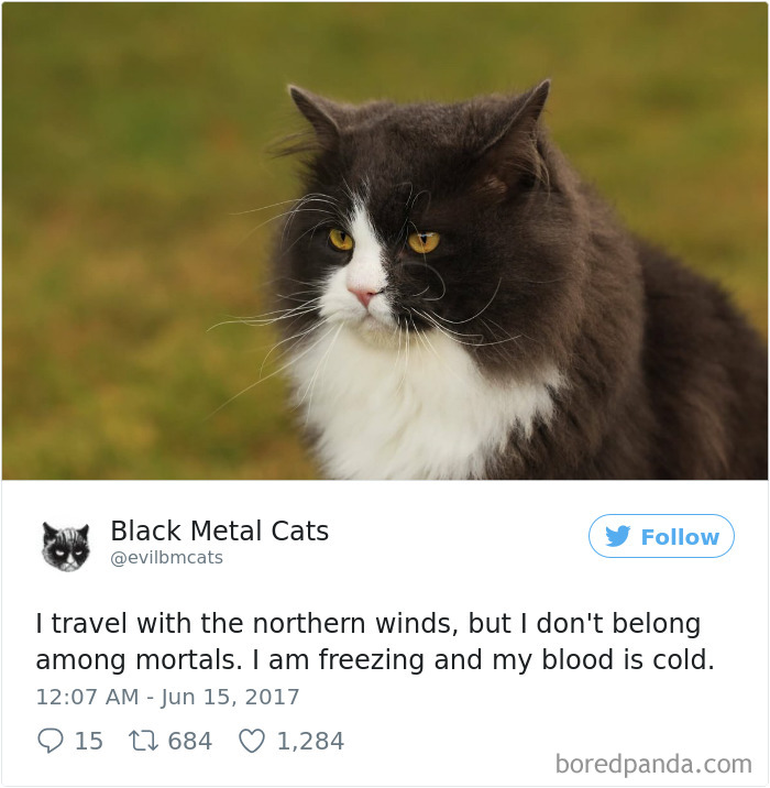 Black-metal-cats-lyrics-tweets