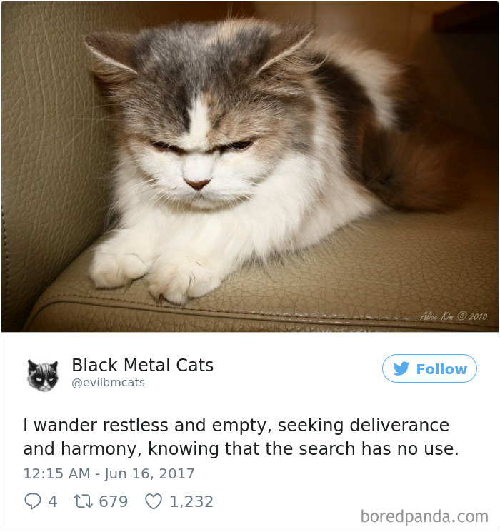 Black-metal-cats-lyrics-tweets
