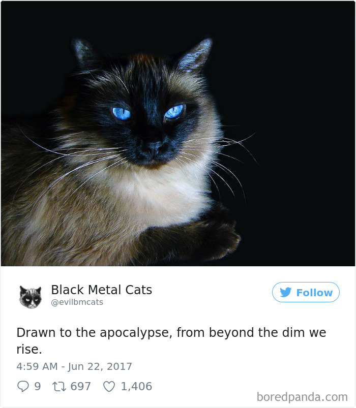 Black-metal-cats-lyrics-tweets