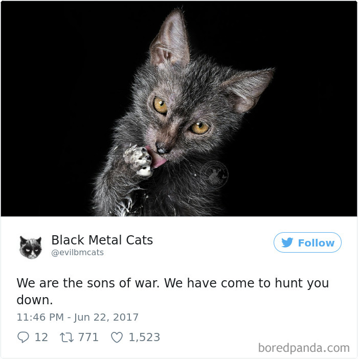 Black-metal-cats-lyrics-tweets