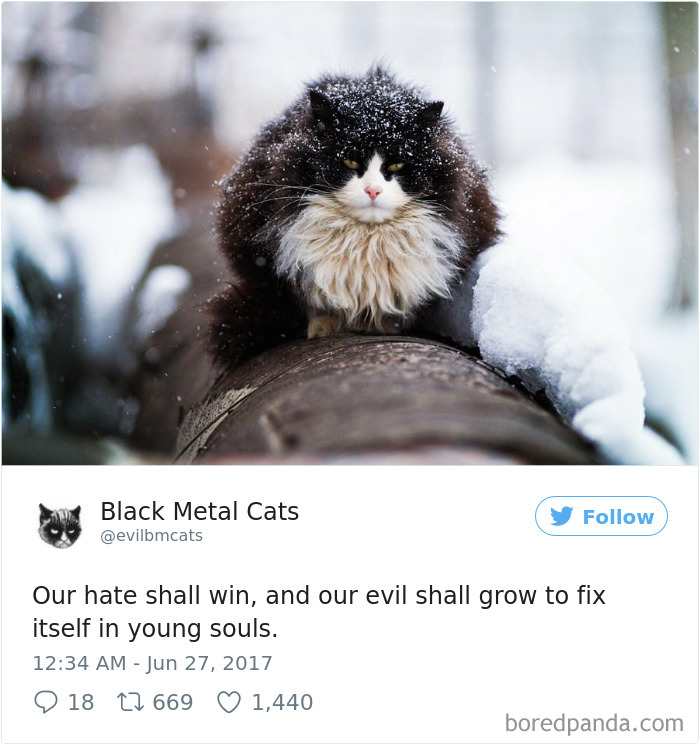 Black-metal-cats-lyrics-tweets