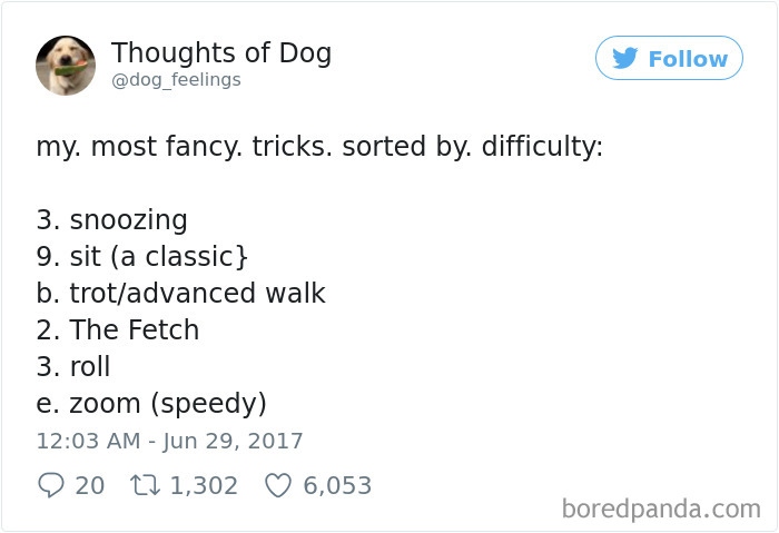 Dog Thoughts