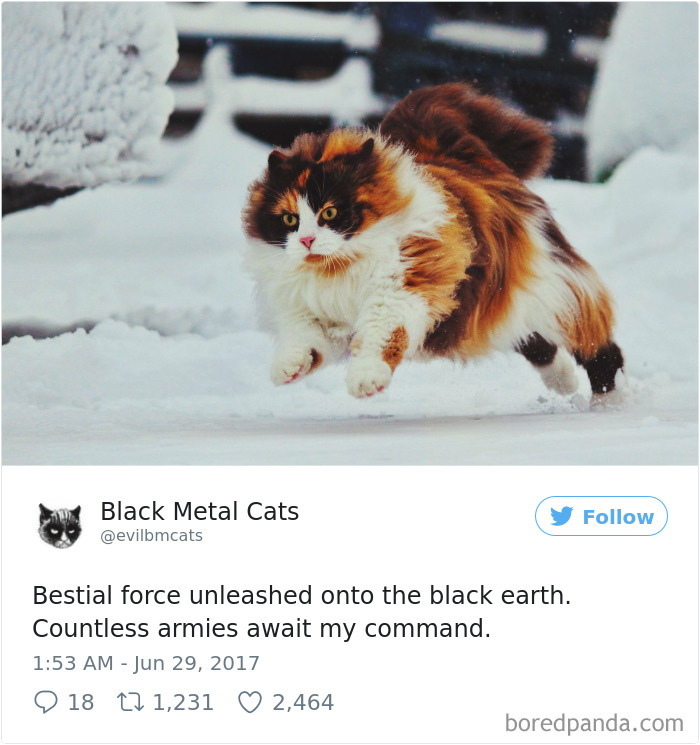 Black-metal-cats-lyrics-tweets
