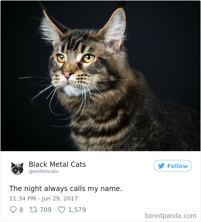 Black-metal-cats-lyrics-tweets