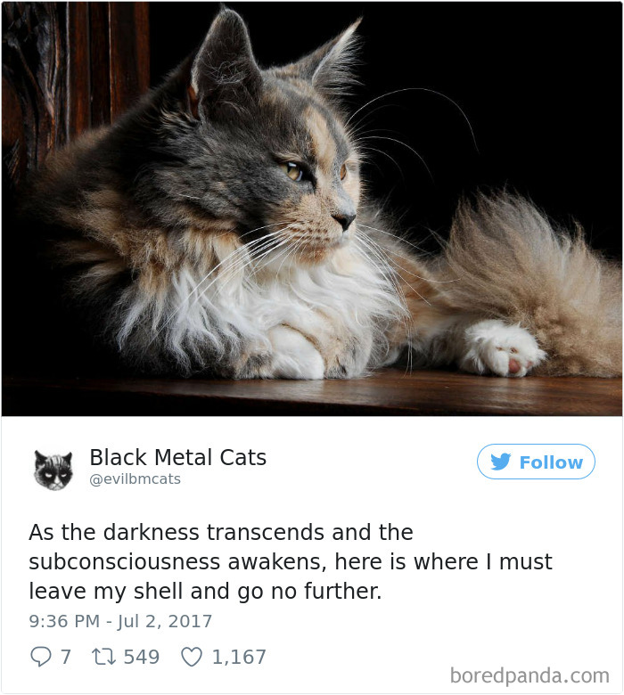 Black-metal-cats-lyrics-tweets