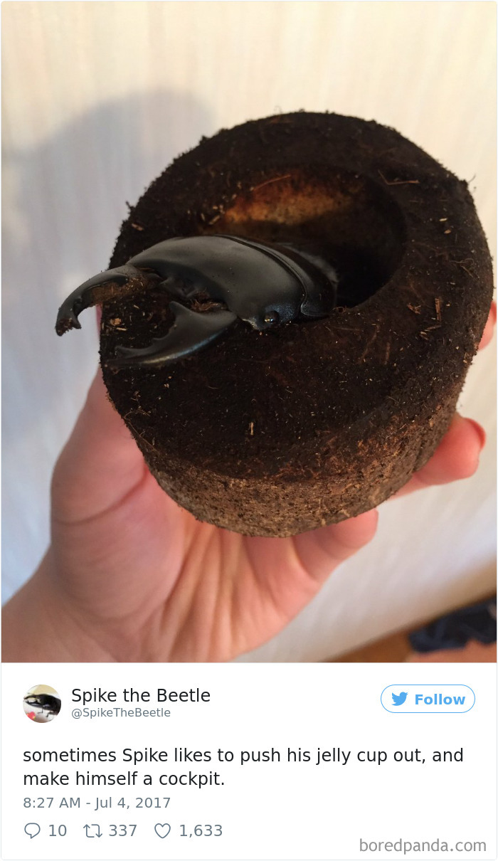 Drawing-bug-spike-the-beetle-japan